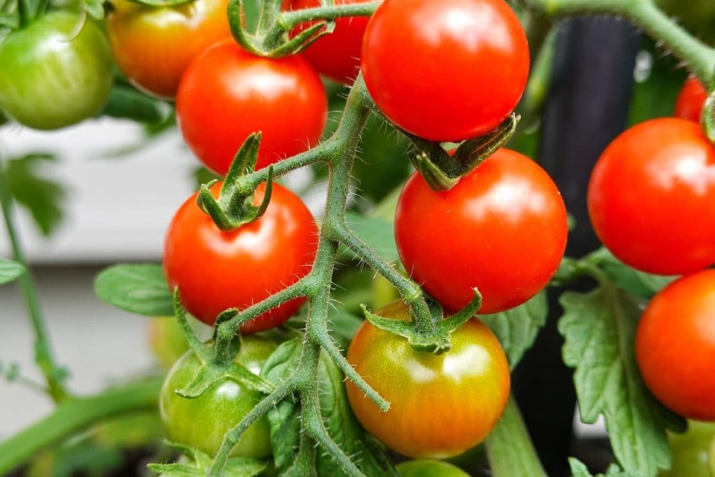 Plant de tomates cerises