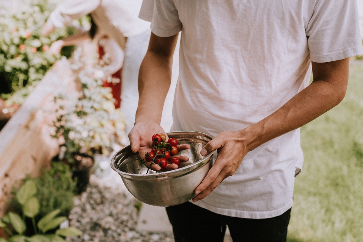 Un homme avec sa récolte de tomates cerises du jardin