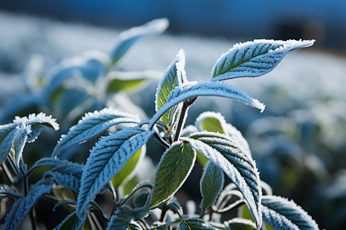 Comprendre l’impact du gel sur les plantes