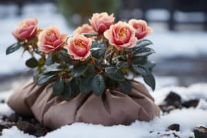 Comment protéger vos rosiers durant l’hiver ?