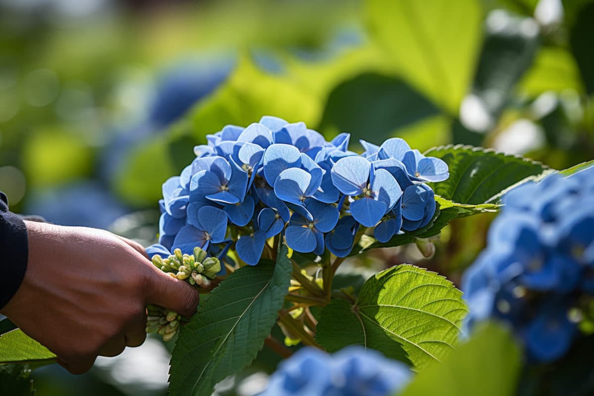 En novembre, est-ce le bon moment pour tailler les têtes de vos hortensias ?