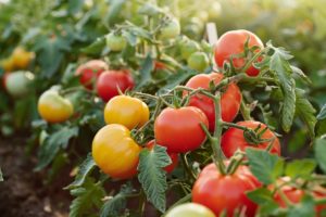 Découvrez: 10 variétés de tomates fortes pour une récolte abondante malgré le mildiou