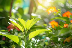 Découvrez comment sauver vos plantes de jardin des limaces et escargots : 5 méthodes infaillibles pour cette année