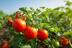 Garder vos tomates en santé sans une seule goutte d'eau : découvrez ces astuces peu connues pour un jardinage écologique et autonome