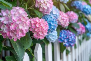 Le secret de ma grand-mère : comment elle chouchoutait ses hortensias pour une floraison incroyablement colorée deux fois par mois