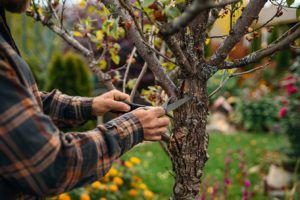 Les erreurs de taille d'arbres qui pourraient ruiner votre jardin au printemps : découvrez comment les éviter