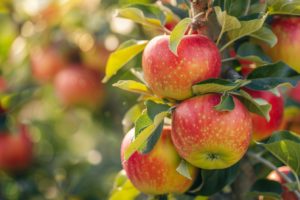 Maximiser votre récolte : la saison parfaite pour tailler vos arbres fruitiers approche
