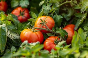 Maximisez votre récolte de tomates : découvrez comment choisir les meilleures plantes compagnes et éviter les mauvaises associations