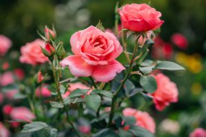 Pourquoi votre jardin pourrait être en danger si vous ne taillez pas vos rosiers en mai : les raisons qui vous surprendront