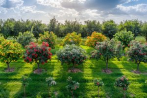 Prenez le contrôle de votre jardin : découvrez comment tailler efficacement 9 types d'arbres fruitiers en mai pour améliorer vos récoltes