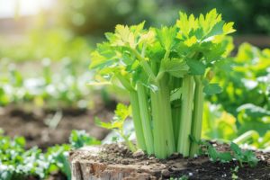 Révélation : Comment cultiver du céleri à partir d'une souche et révolutionner votre jardinage