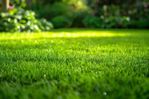 Revivez l'éclat de votre pelouse en 10 jours: Un guide inspiré des techniques ancestrales pour une pelouse luxuriante