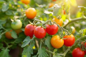 Tomates et mildiou: découvrez les 5 variétés de tomates résistantes pour une récolte réussie cette année