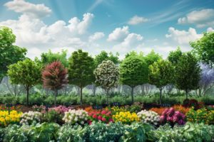 Transformez votre espace extérieur : guide pour choisir parmi 13 arbres à croissance rapide pour un jardin luxuriant en un rien de temps
