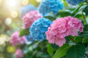 Un jardin florissant : découvrez le meilleur endroit pour cultiver vos hortensias et leur garantir une croissance optimale