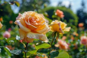 Comment sublimer votre jardin : transformer vos rosiers en étoiles de l'été avec ces 5 conseils essentiels