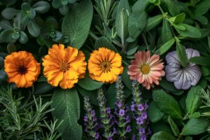 Découvrez les 5 fleurs qui protègent votre jardin des nuisibles et lui donnent une beauté incomparable