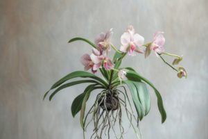 Découvrez pourquoi votre orchidée ne fleurit pas : comprendre et résoudre ce mystère captivant