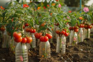 Découvrez une façon innovante de cultiver des tomates chez vous en utilisant des bouteilles en plastique : guide étape par étape pour maximiser votre récolte